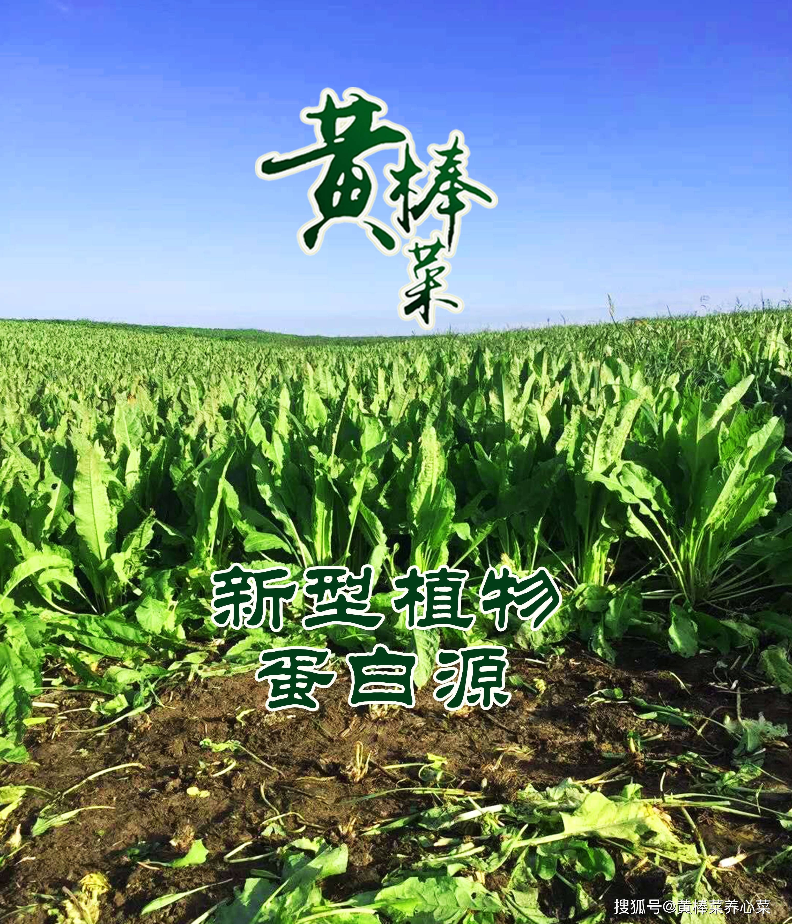 黄棒菜百科图片