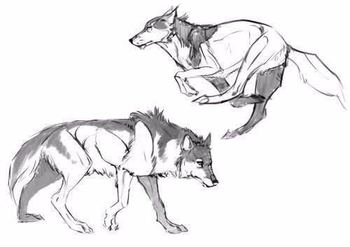 怎么一步一步画狼 5a4c5039168d4446ae99b421035a99d4.jpeg