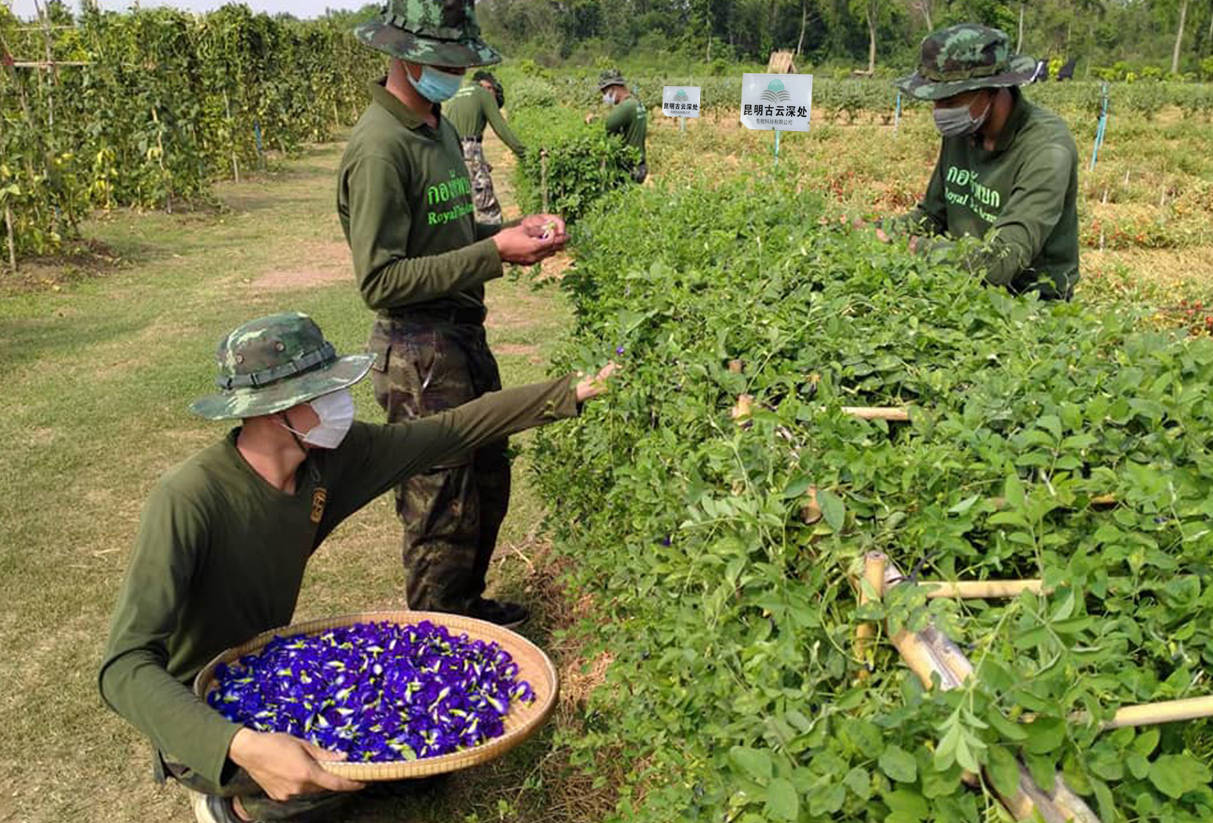 只能满足中国部分市场需求,而达到供应平衡,还需要不断的投入种植