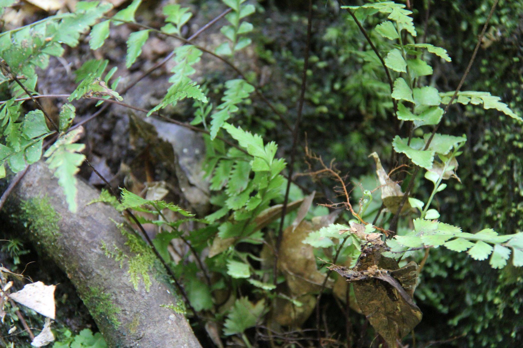 庆元植物1398陵齿蕨科陵齿蕨属钱氏陵齿蕨现为鳞始蕨科鳞始蕨属
