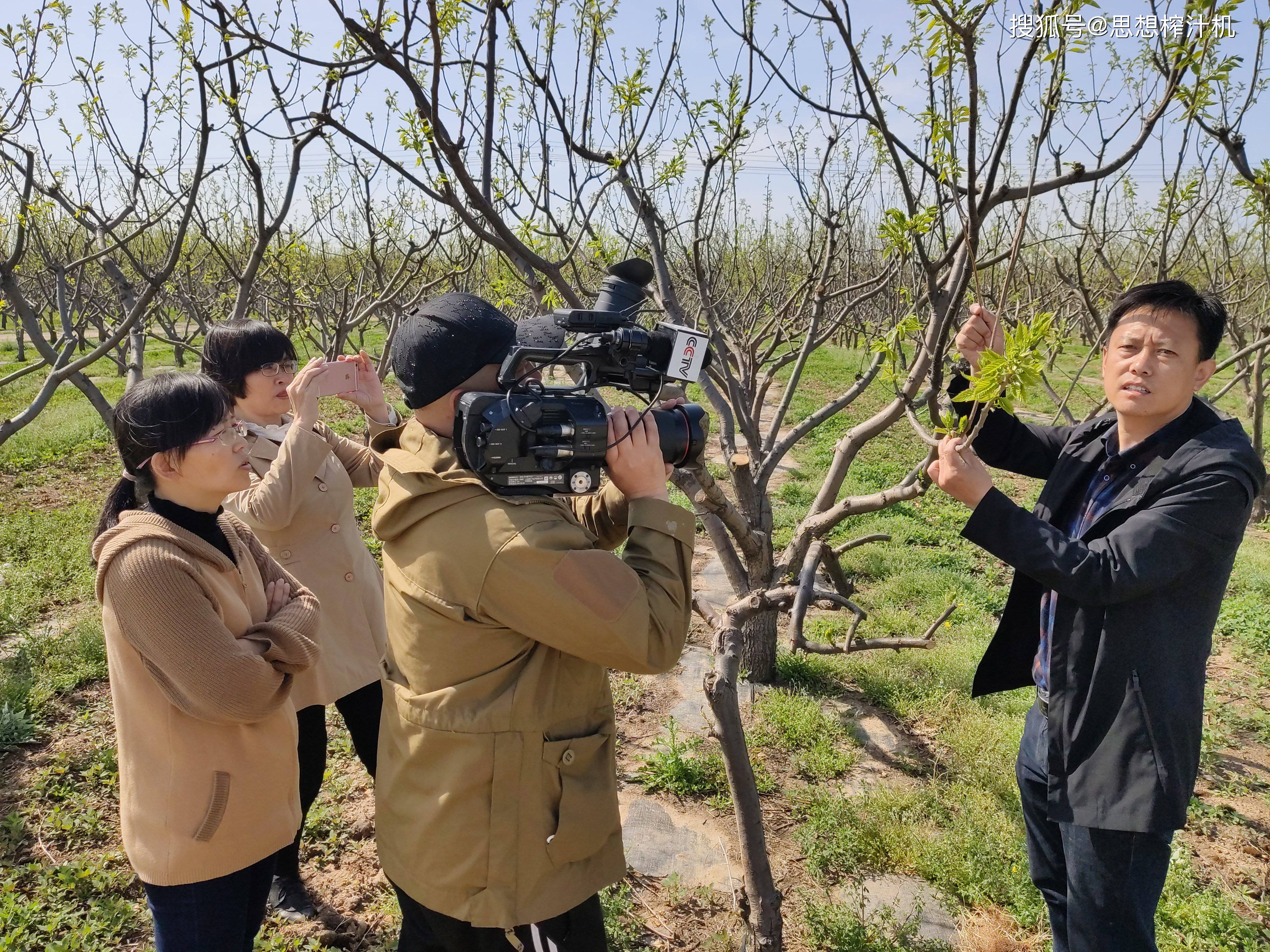 板栗教授王广鹏受访央视谈新形势农户需求让板栗轮替更新技术更好掌握