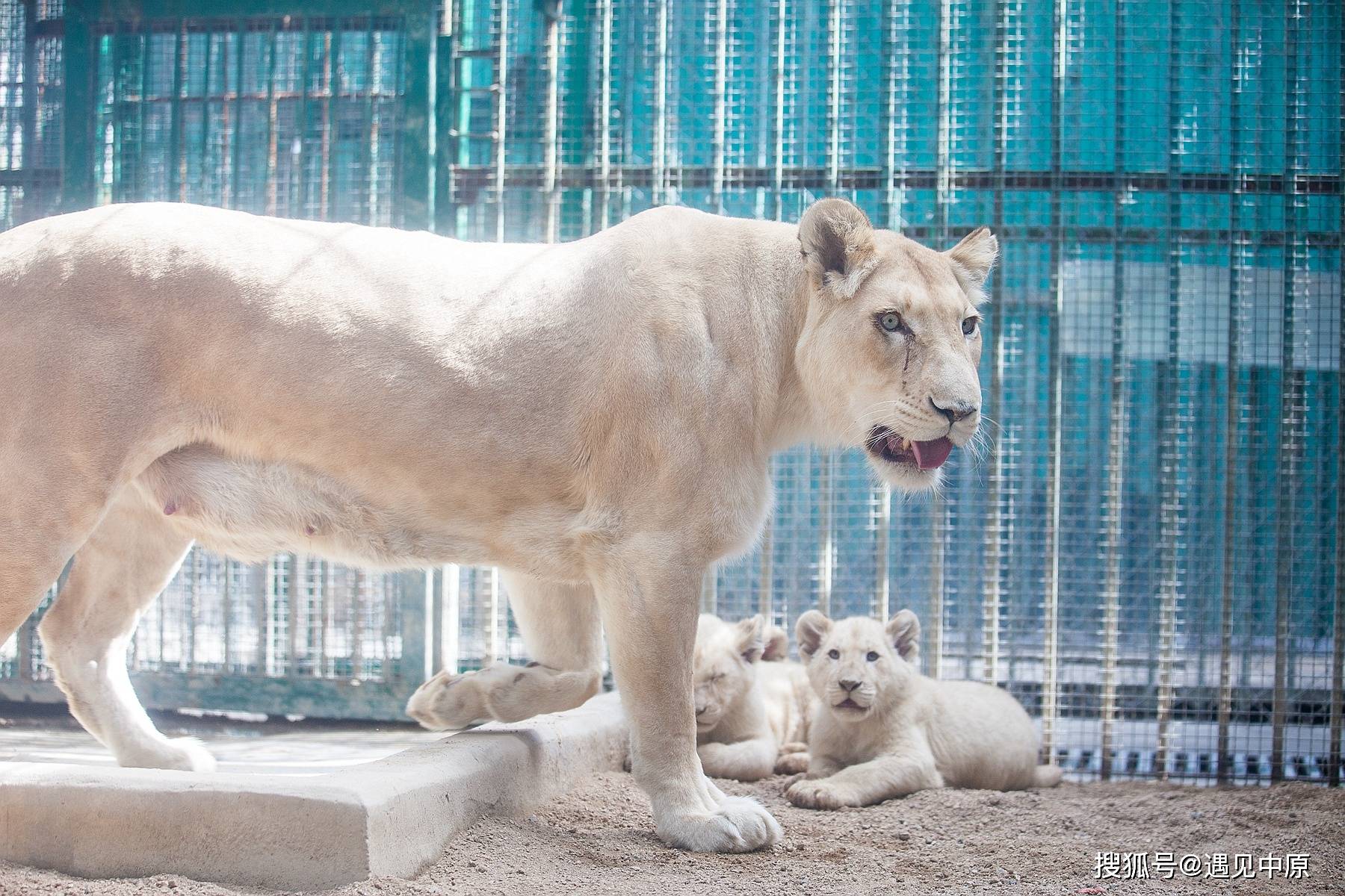 郑州市动物园白狮家族首添新丁小动物乐园引进新萌宠