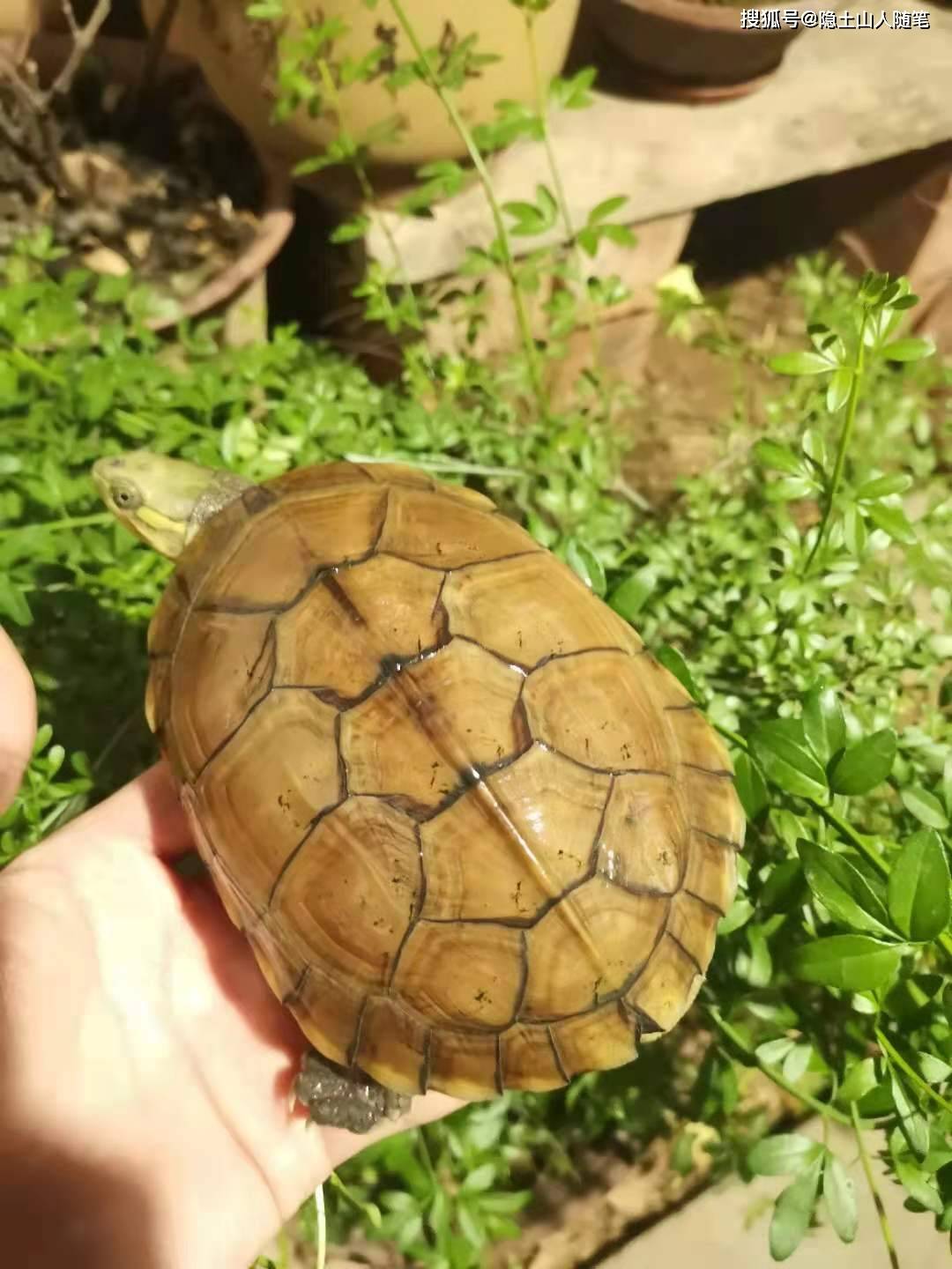 养小青喉之道:把握种源,效法自然,七分种气,三分饲养