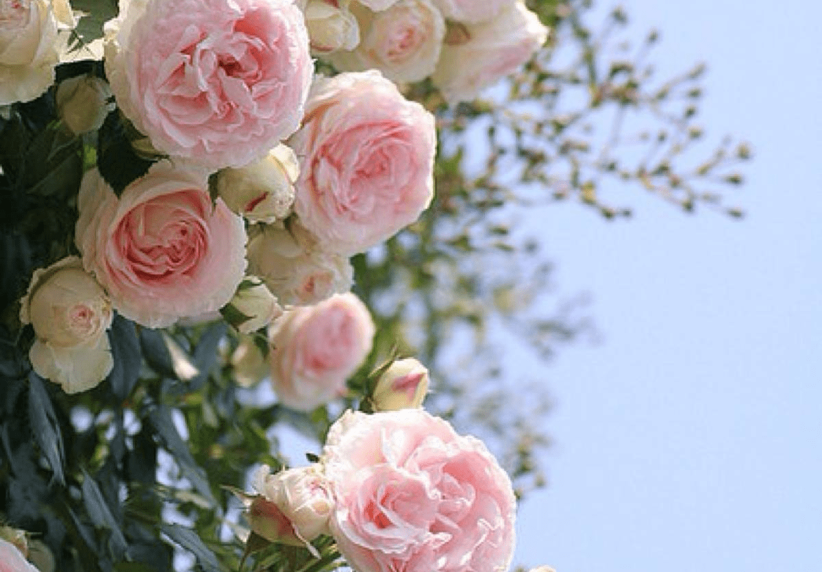 蔷薇和月季花哪个好 0e7b14d6663744f4a1b5e472639a59a5.png