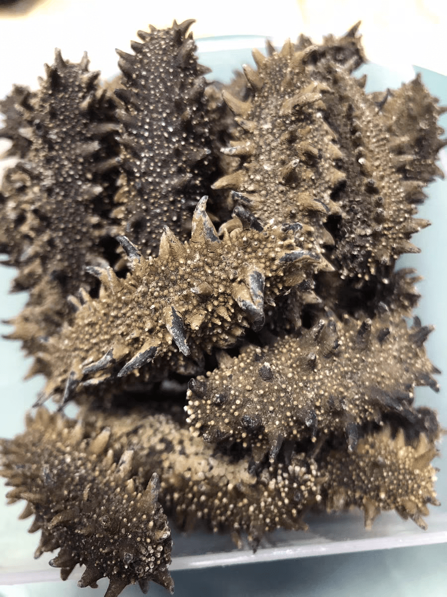 野生海参属关东参营养最高即食海参加工方式有哪些