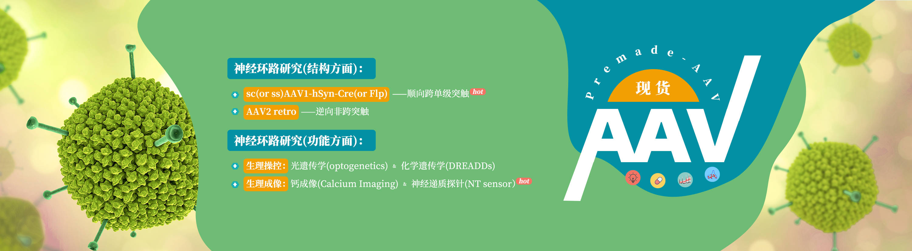 诱导|知识分享：Cre-loxP重组系统