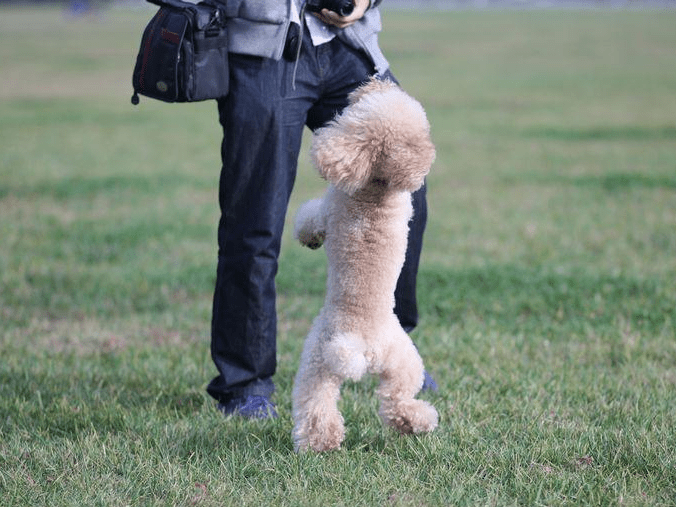 狗狗还在长期直立行走等到瘫痪就晚了