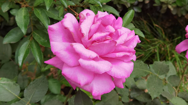 紫色月季花在北京的花花世界中最显高贵