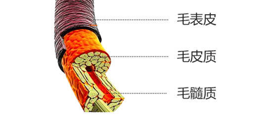怎么分辨毛囊好坏