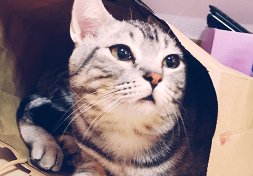 c6bec813b2054dfdb11e16a07ae30d87.png