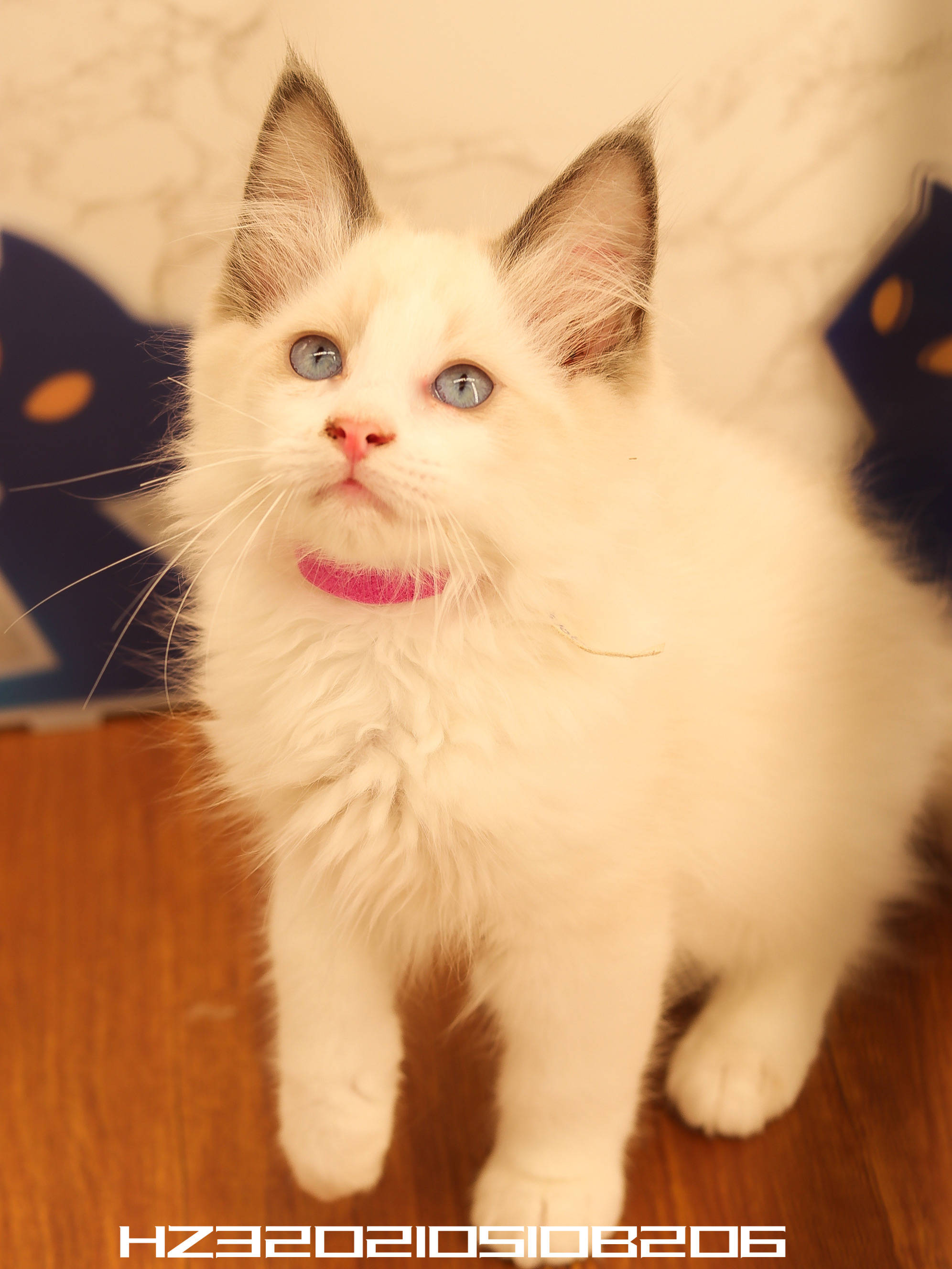 幺社领养猫咪第四期布偶双色布偶重点色英短蓝白英短银点