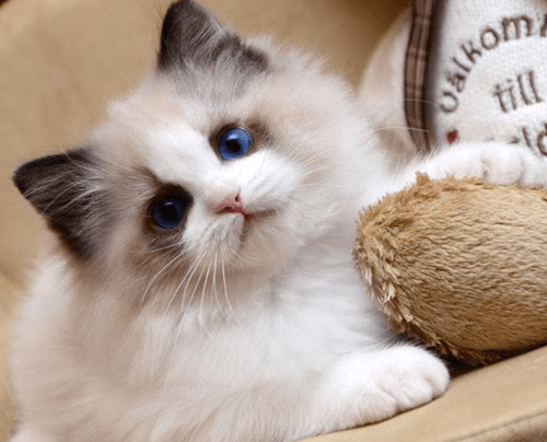 布偶猫脱毛毛变硬_猫咪