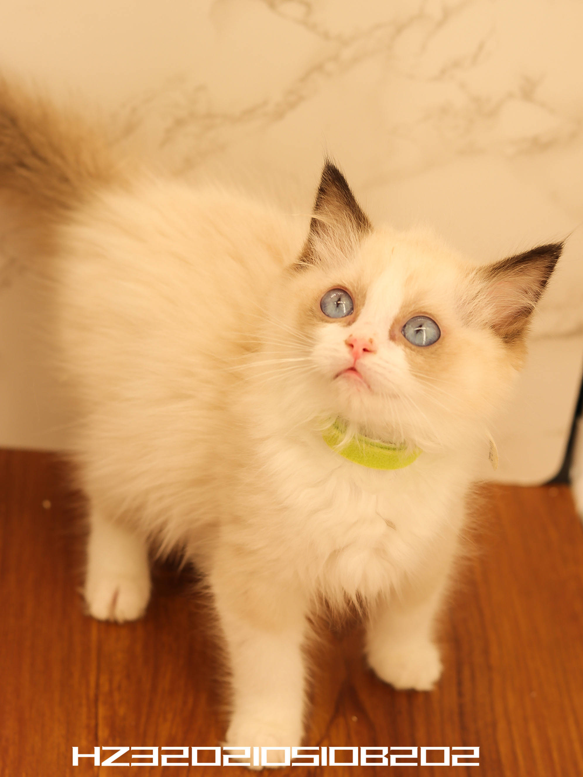 幺社领养猫咪第四期布偶双色布偶重点色英短蓝白英短银点