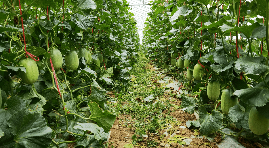 肥东本土哈密瓜即将上市,八斗富硒哈密瓜等你来摘_种植