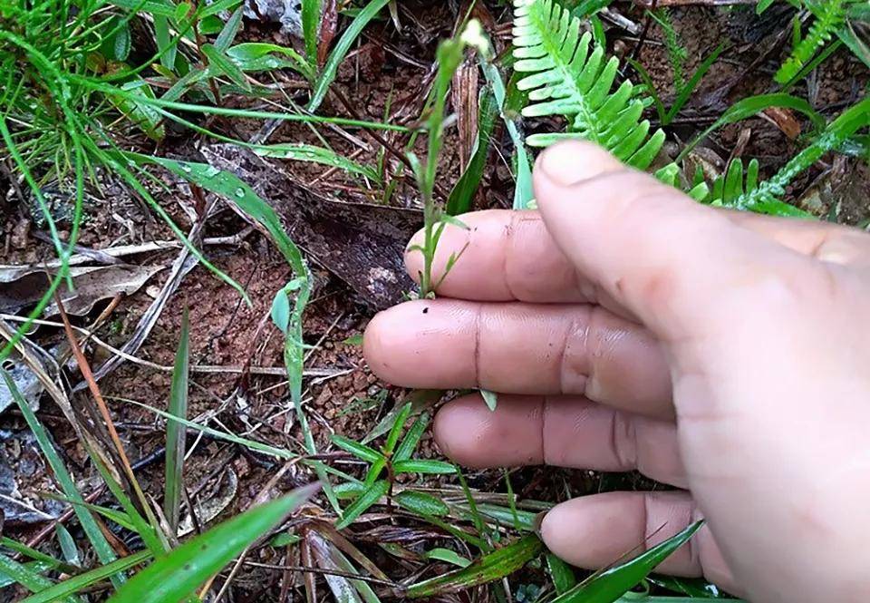 看似不起眼的野草 人称 草中黄金 在野外遇到就赚了 植物