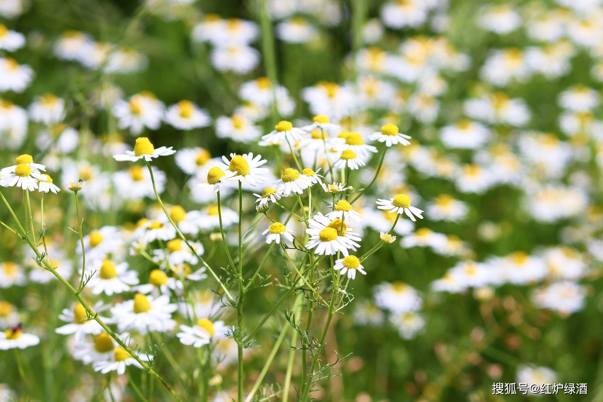 在国内很多地方都有洋甘菊种植,比如新疆,有很多人工种植基地,用来