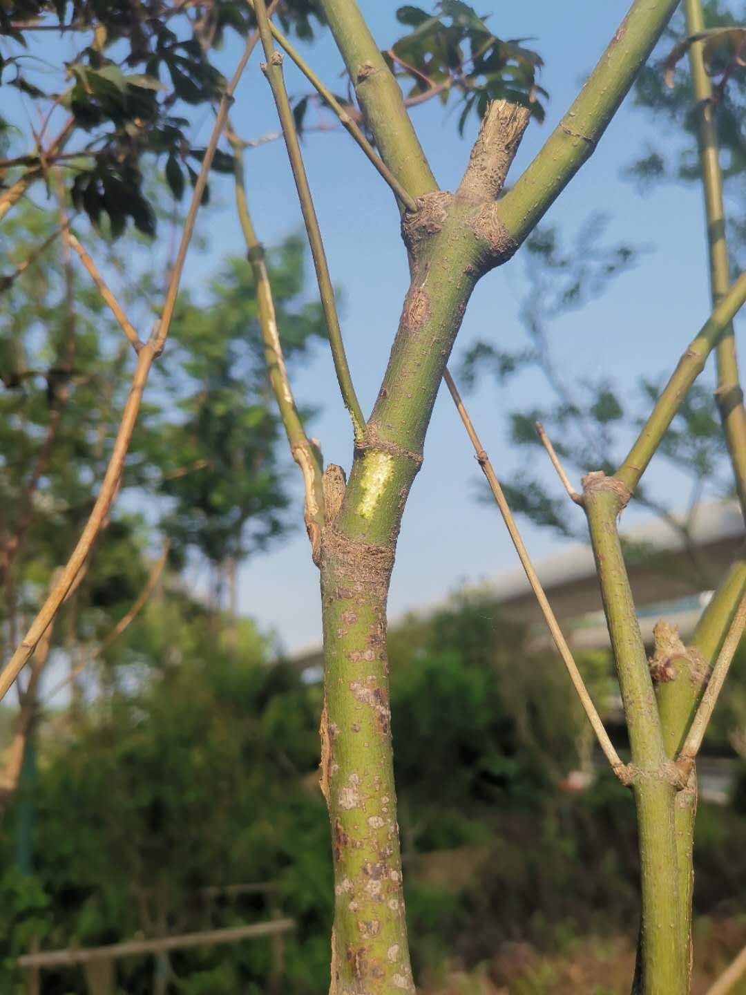 苗圃地如何高效防治天牛 复叶槭红枫天牛蛀干害虫防治 低成本防治天牛新技术 危害