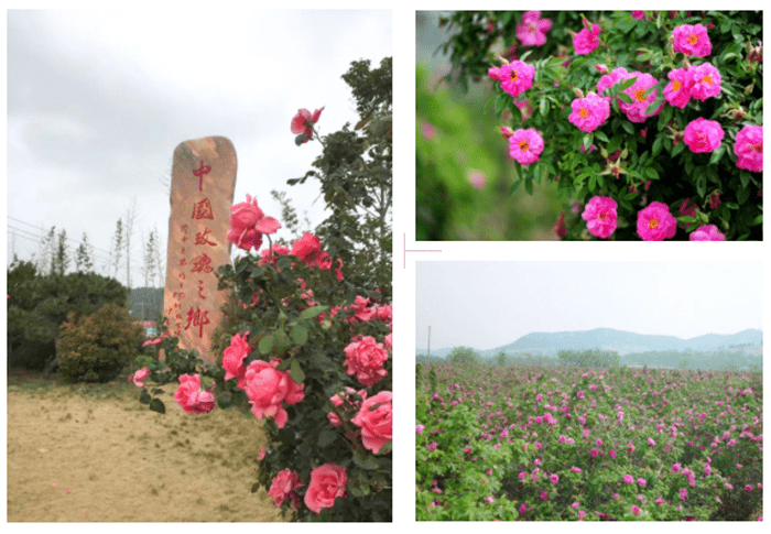 创美研究院赴山东平阴与芳蕾玫瑰集团护肤原材料达成供应链战略合作