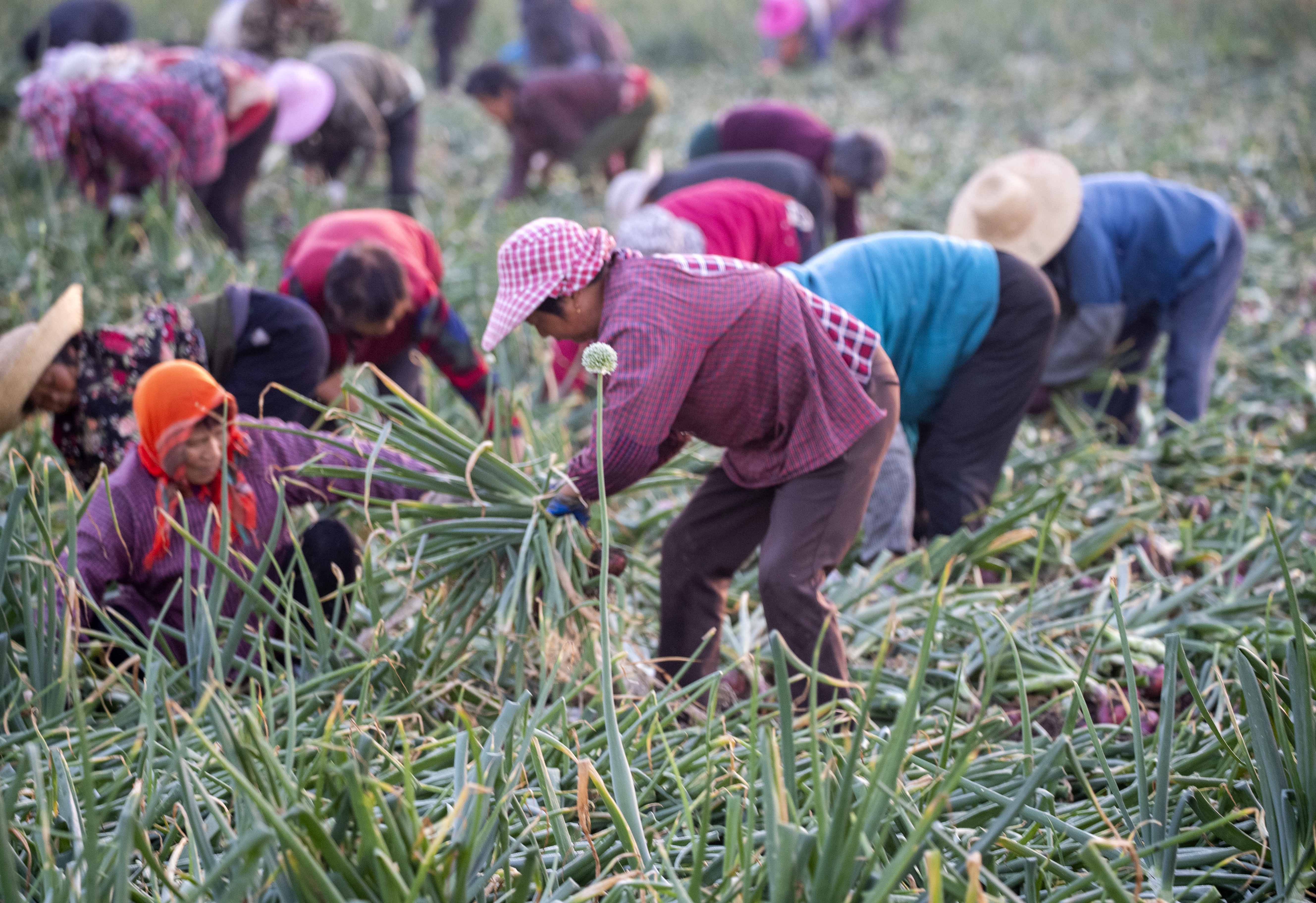 1/ 12 2021年5月28日,村民在江苏省兴化市联镇村洋葱种植基地收获红皮
