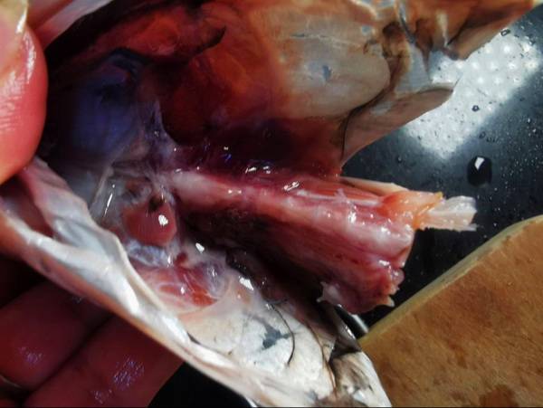 步骤2切开带鱼肚子,剔除内脏,去掉黑膜,鱼骨的血水划开,用牙刷刷洗