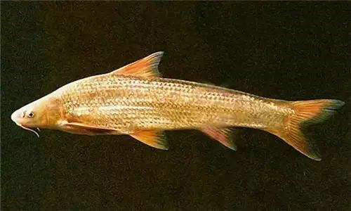 几种不能钓的鱼,钓到一定要放生!(四)