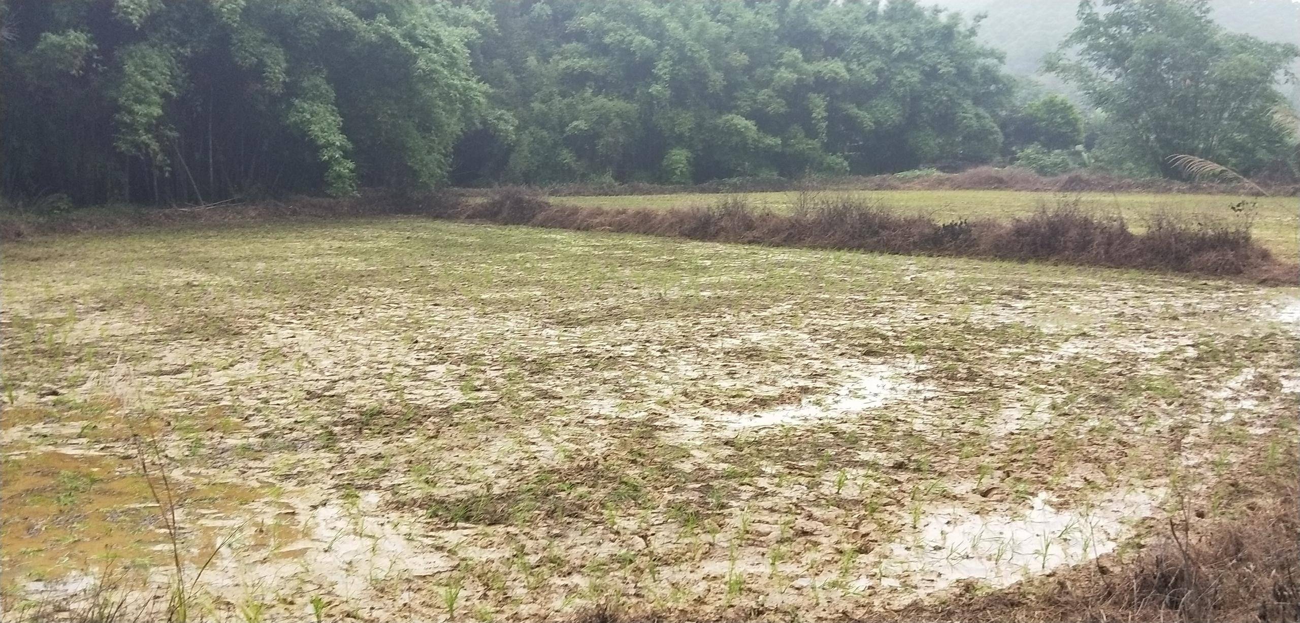建设美丽乡村垦造水田篇274