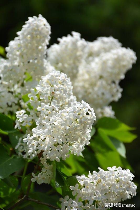 迷人的丁香花_白花