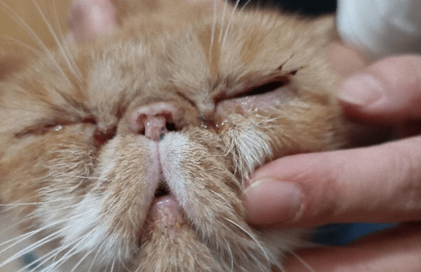 猫疱疹病毒(猫鼻支)的介绍