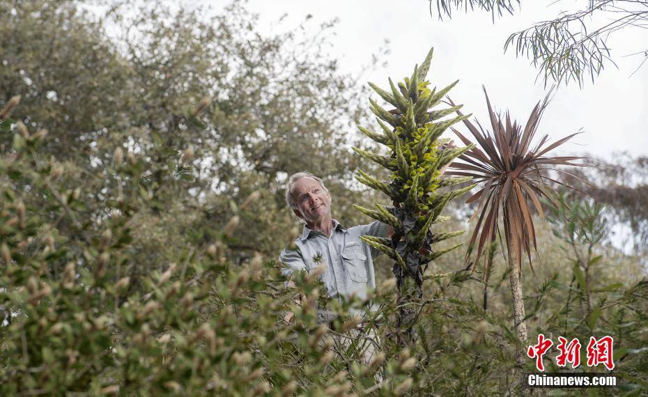 英国食羊树15年来首次开花 长相奇特捕食技能满分-搜狐大视野-搜狐新闻