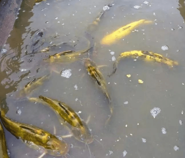 鱼体表被寄生,会分泌大量黏液,头部体表等部会出现一层白翳,呈现白头