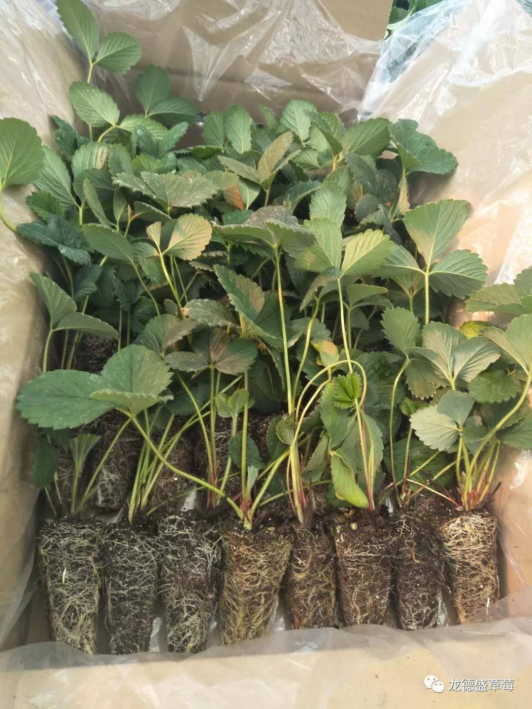 购买草莓苗移栽后成活率低不停要补苗该怎么解决