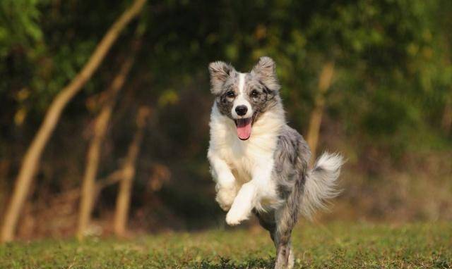 世界上最聪明的狗排名_最聪明的狗排名