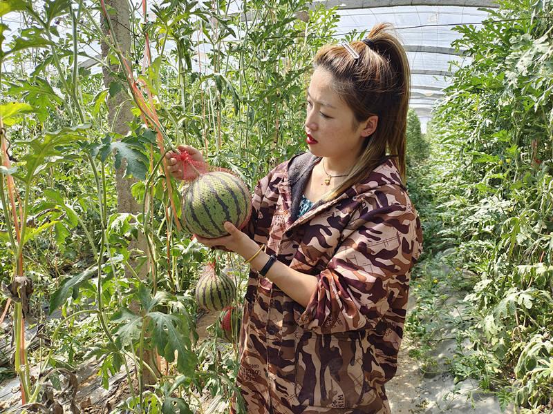 兴平农民让西瓜在空中生长结果