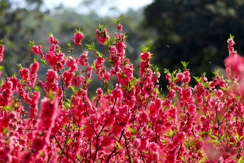 历史|广州桃花涧风景区