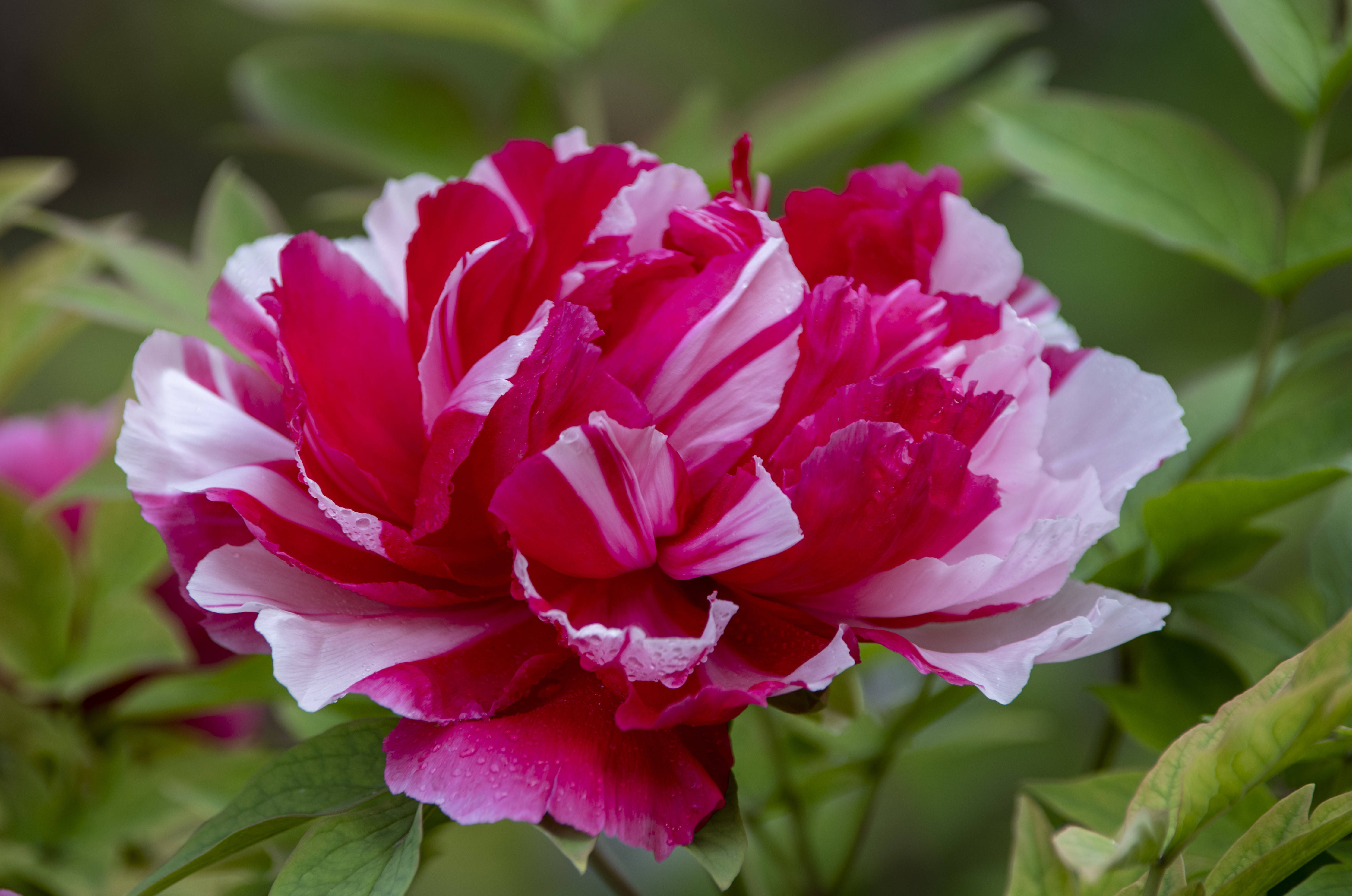 牡丹丰富的花容,绚丽的色彩,在百花丛中争艳斗丽