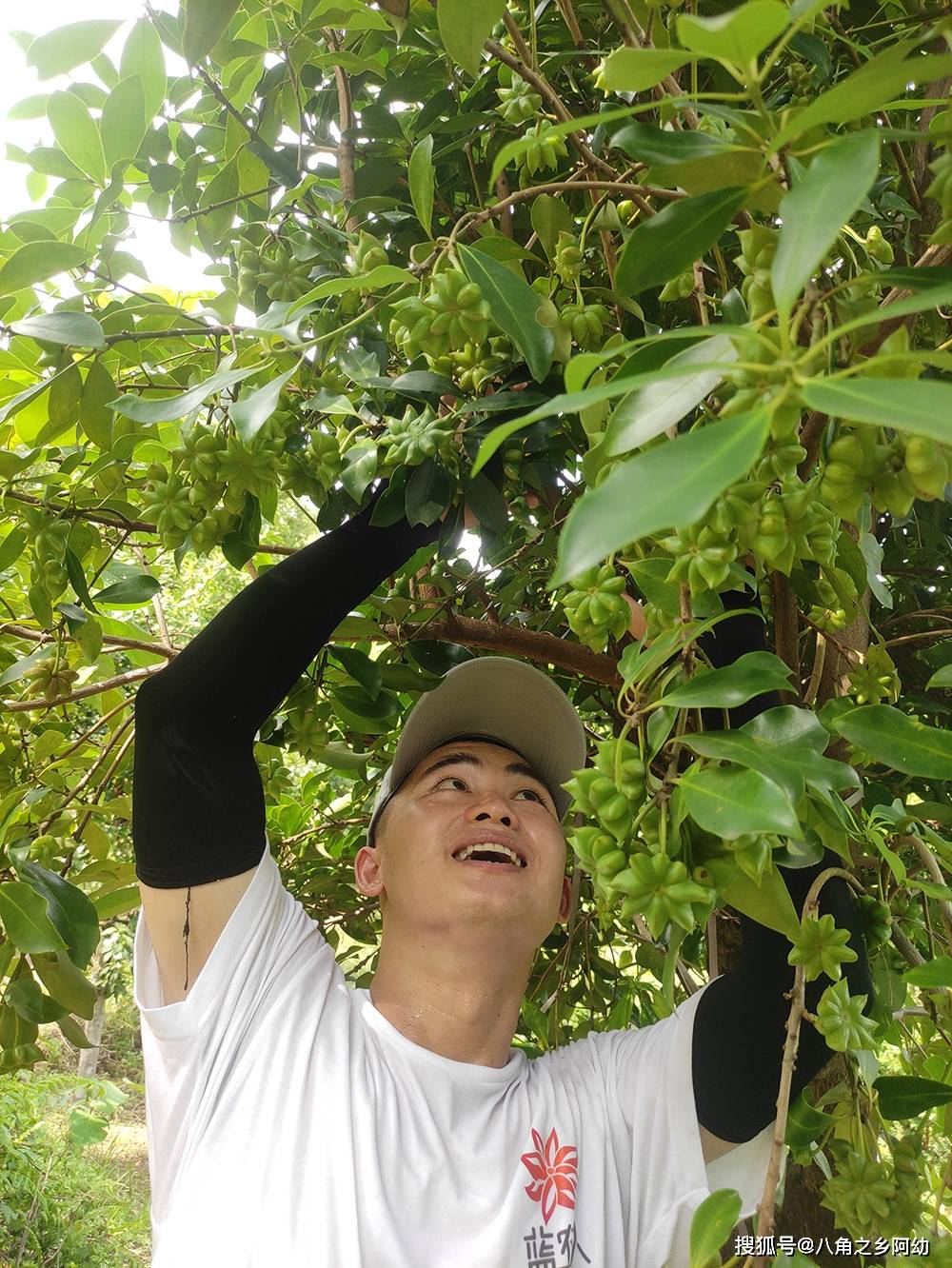 古龙大红八角嫁接木结果情况