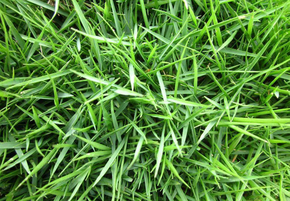 结缕草马尼拉草坪种子播种技术要点结缕草种子建植技术和日常养护管理