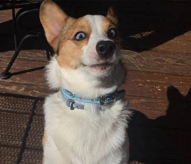 小狗勾因一双迷人眼睛火爆全网,网友:迪士尼在逃公主!