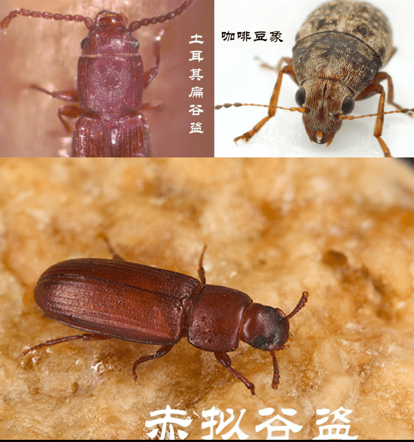 酿酒人告诉你,是害虫不是益虫!_酒曲