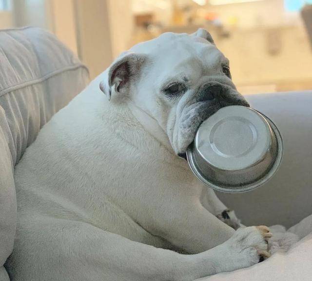这只狗狗把不锈钢饭盆当宝贝睡觉都得抱在怀里真是片刻不离身