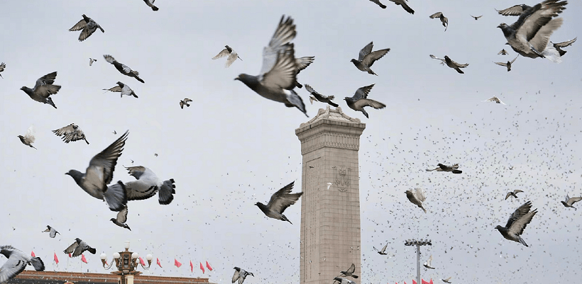 国家英雄鸽子图片图片