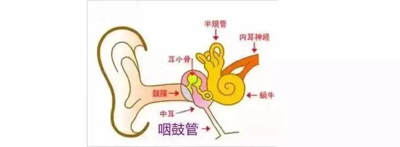 耳朵乳突的位置图图片