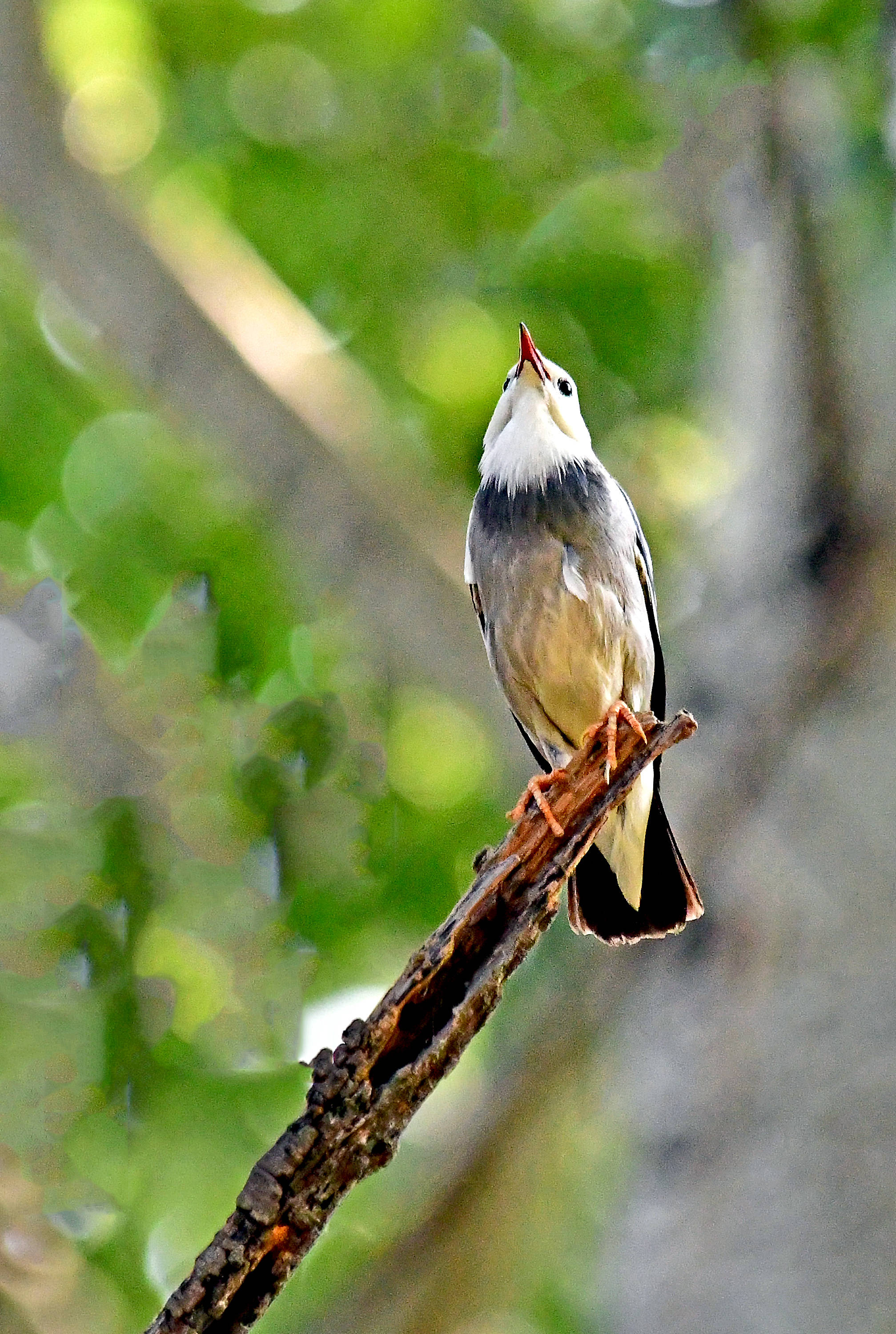 农林害虫的天敌丝光椋鸟下