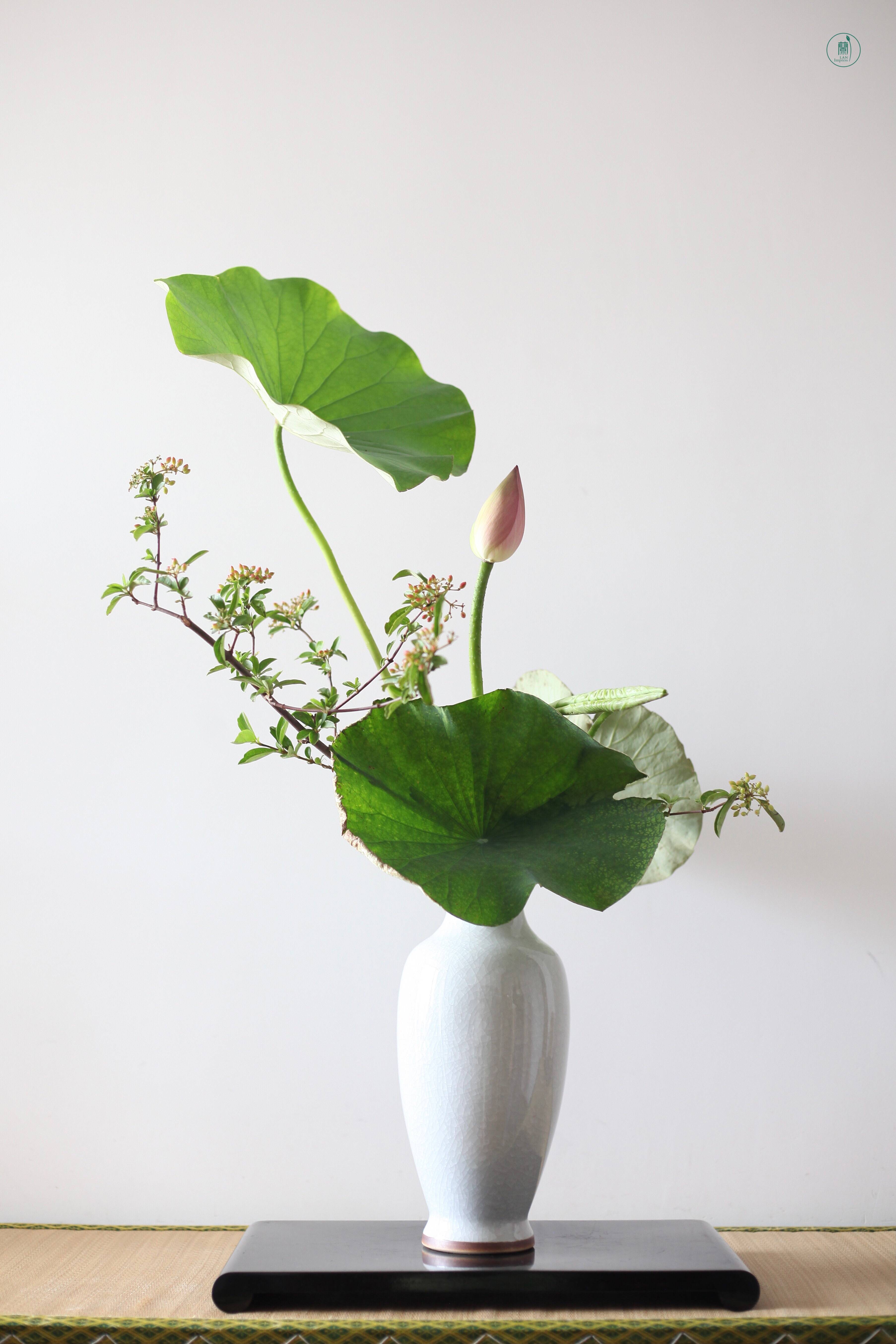 小原流花道兰印象教室|夏日之美_荷花