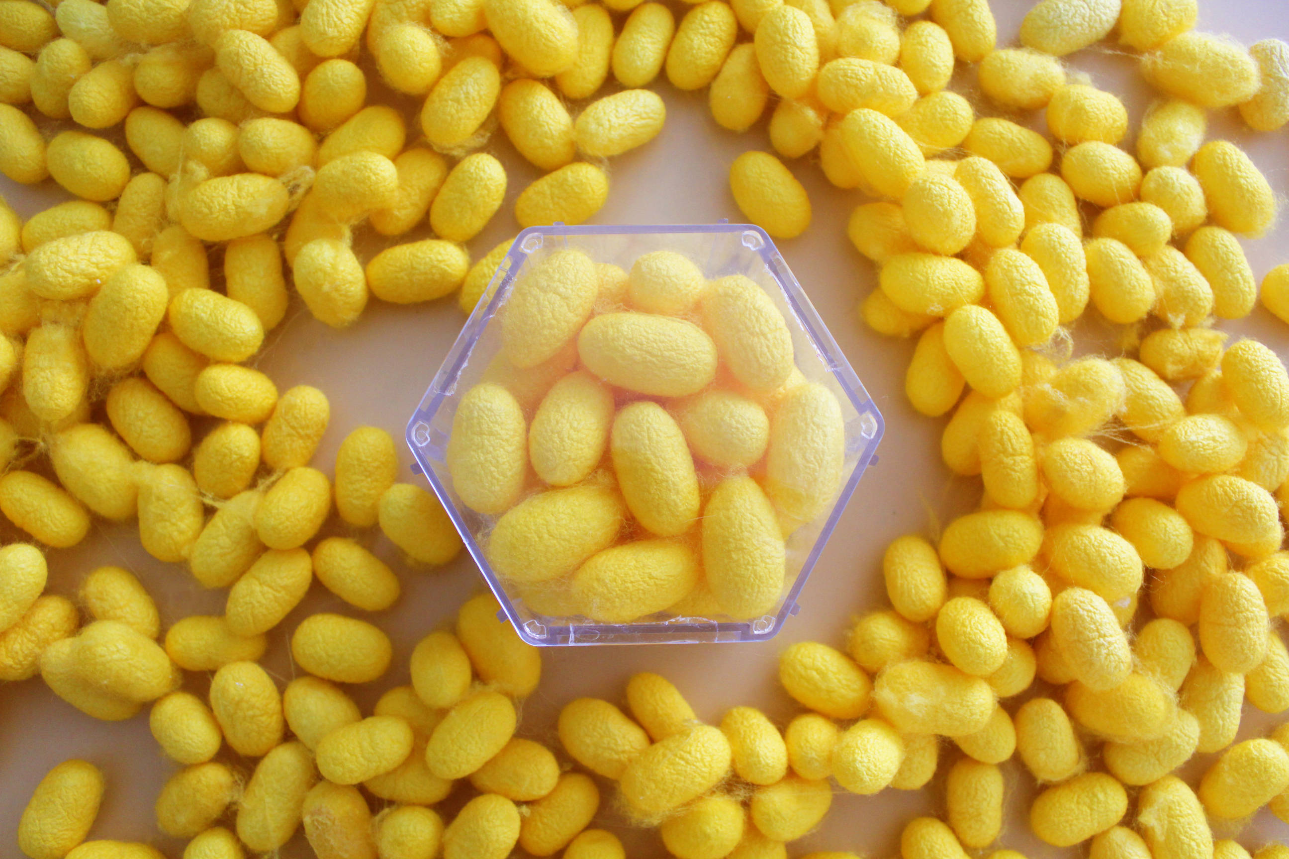 走进天然彩色蚕丝世界