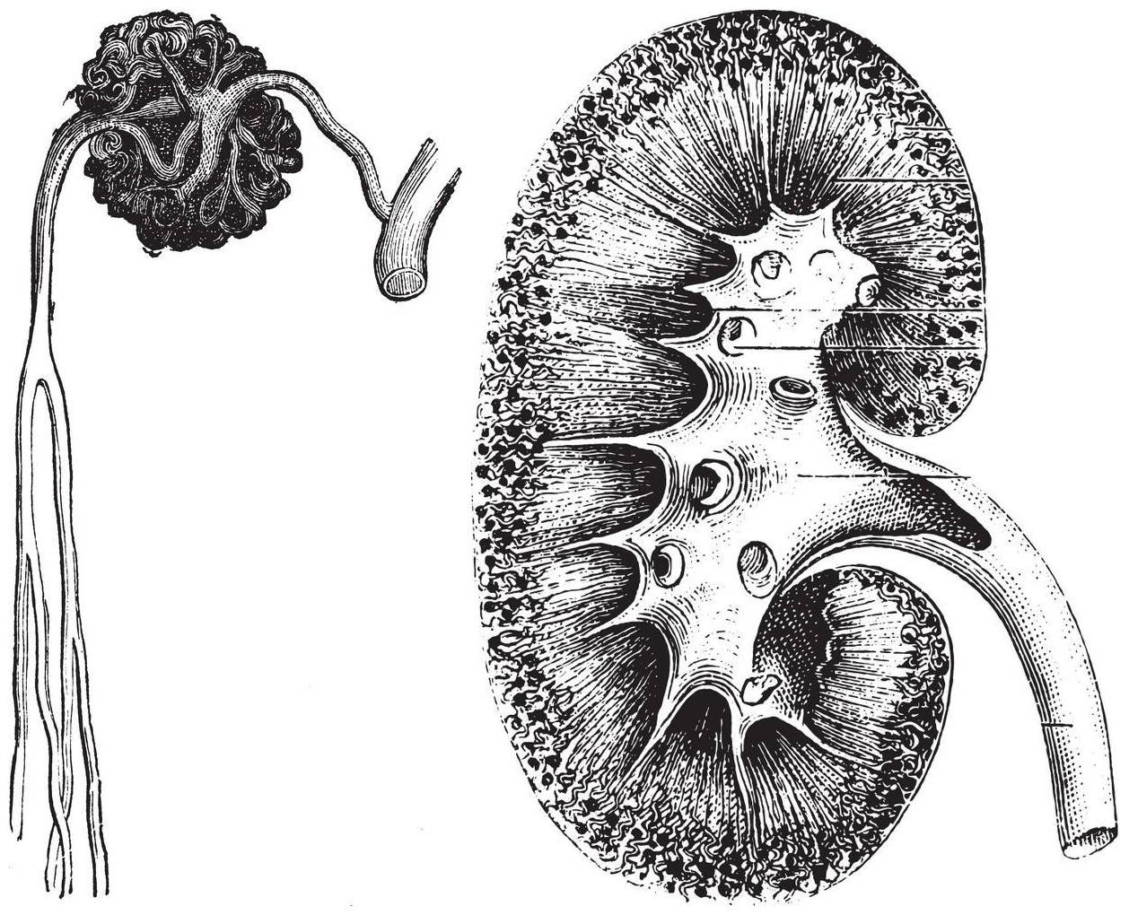 干细胞改善肾损伤效果显著