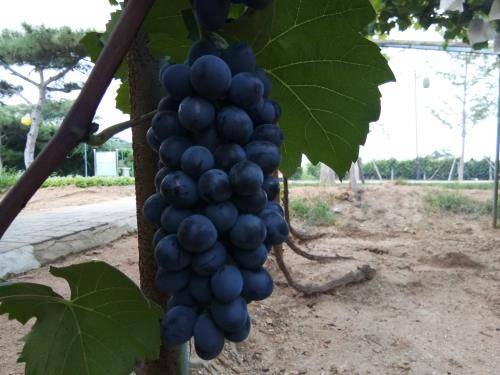 知识科普|安徽杨公镇朱集村酿酒技术-酿酒张奇-自酿葡萄酒：5个你不能不知道的误区