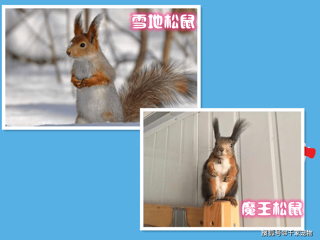 雪地松鼠和魔王松鼠那个好养