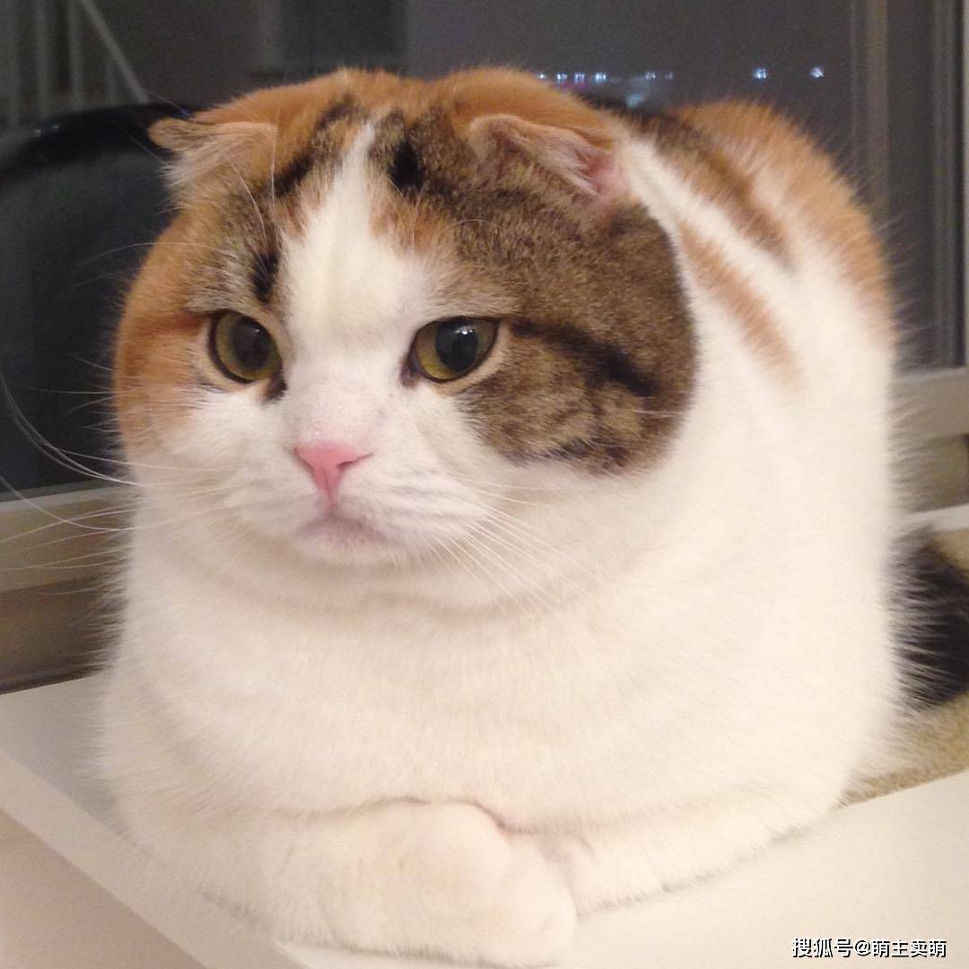 你家的小猫咪是怎样踹手手的呢搜狐大视野搜狐新闻