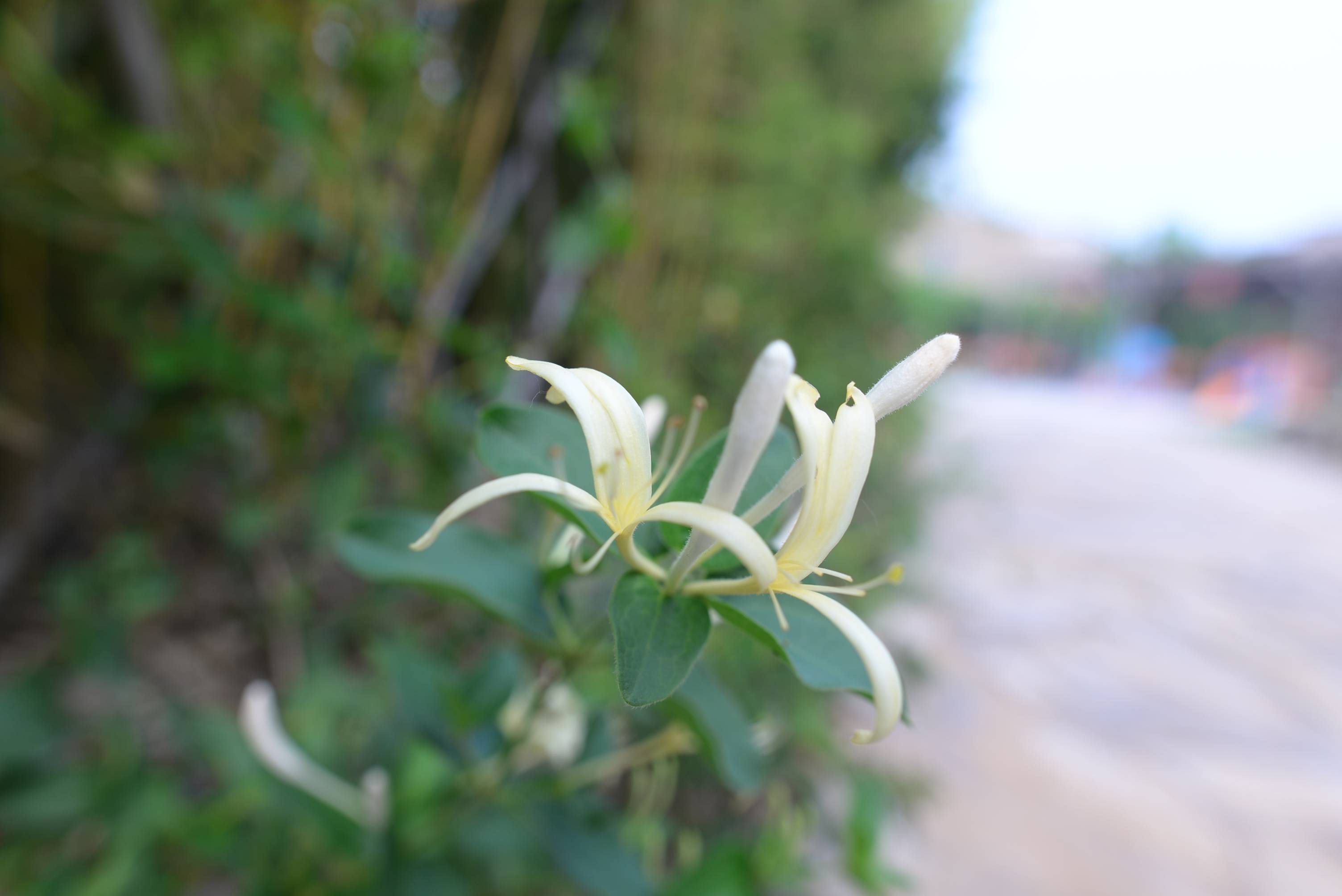 四海|一朵小花香四海，修德立业谷在先！